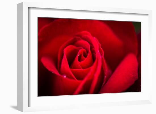 Close Up Macro Shot of a Wet Red Rose-Daniil Belyay-Framed Photographic Print