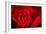 Close Up Macro Shot of a Wet Red Rose-Daniil Belyay-Framed Photographic Print