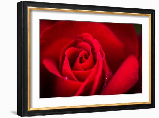 Close Up Macro Shot of a Wet Red Rose-Daniil Belyay-Framed Photographic Print