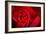 Close Up Macro Shot of a Wet Red Rose-Daniil Belyay-Framed Photographic Print