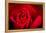 Close Up Macro Shot of a Wet Red Rose-Daniil Belyay-Framed Premier Image Canvas