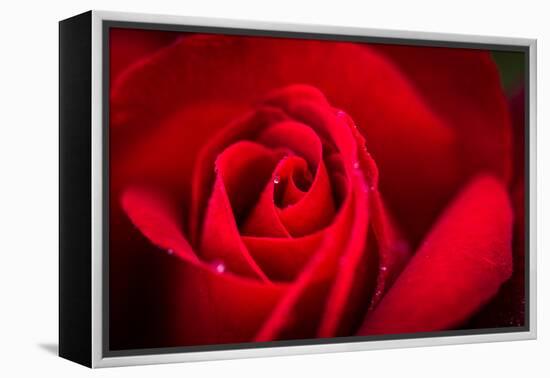 Close Up Macro Shot of a Wet Red Rose-Daniil Belyay-Framed Premier Image Canvas