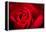 Close Up Macro Shot of a Wet Red Rose-Daniil Belyay-Framed Premier Image Canvas