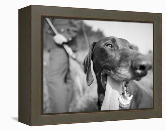 Close-up Monochromatic Image of a Hunting Dog-null-Framed Premier Image Canvas