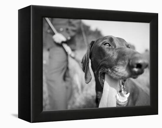 Close-up Monochromatic Image of a Hunting Dog-null-Framed Premier Image Canvas