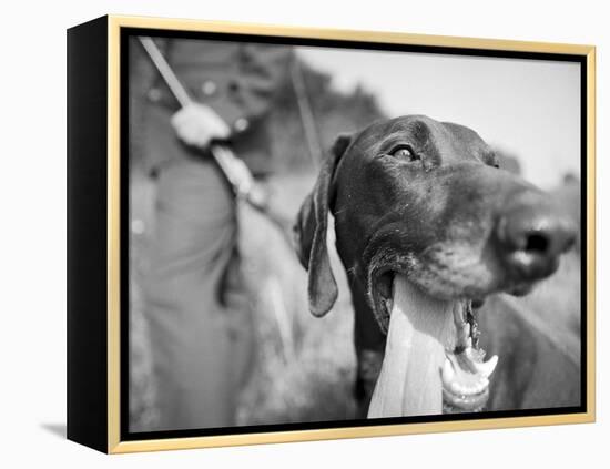 Close-up Monochromatic Image of a Hunting Dog-null-Framed Premier Image Canvas