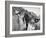 Close-up Monochromatic Image of a Hunting Dog-null-Framed Photographic Print