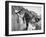 Close-up Monochromatic Image of a Hunting Dog-null-Framed Photographic Print