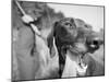 Close-up Monochromatic Image of a Hunting Dog-null-Mounted Photographic Print