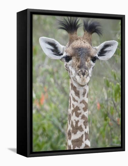 Close-Up of a Baby Giraffe (Giraffa Camelopardalis), Tanzania-null-Framed Premier Image Canvas