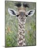 Close-Up of a Baby Giraffe (Giraffa Camelopardalis), Tanzania-null-Mounted Photographic Print