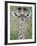 Close-Up of a Baby Giraffe (Giraffa Camelopardalis), Tanzania-null-Framed Photographic Print