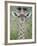 Close-Up of a Baby Giraffe (Giraffa Camelopardalis), Tanzania-null-Framed Photographic Print