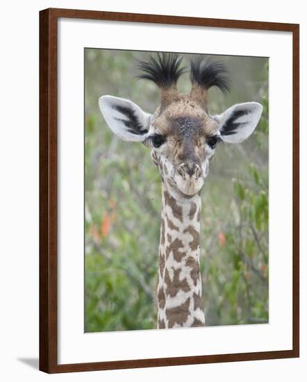 Close-Up of a Baby Giraffe (Giraffa Camelopardalis), Tanzania-null-Framed Photographic Print