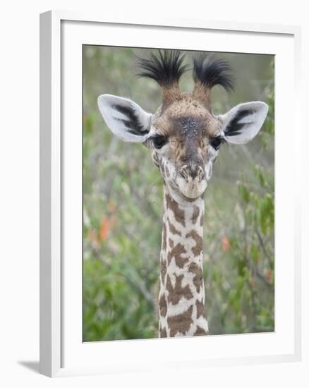 Close-Up of a Baby Giraffe (Giraffa Camelopardalis), Tanzania-null-Framed Photographic Print