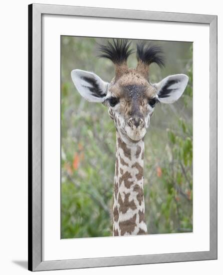 Close-Up of a Baby Giraffe (Giraffa Camelopardalis), Tanzania-null-Framed Photographic Print