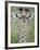 Close-Up of a Baby Giraffe (Giraffa Camelopardalis), Tanzania-null-Framed Photographic Print