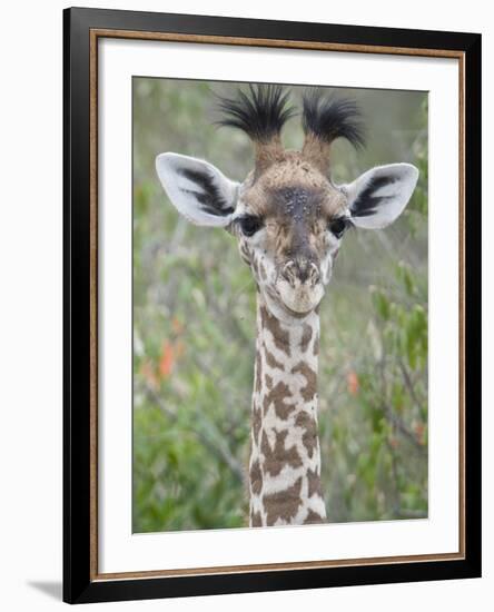 Close-Up of a Baby Giraffe (Giraffa Camelopardalis), Tanzania-null-Framed Photographic Print