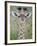 Close-Up of a Baby Giraffe (Giraffa Camelopardalis), Tanzania-null-Framed Photographic Print