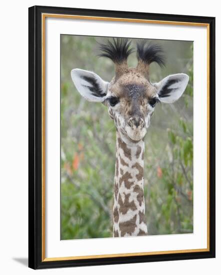 Close-Up of a Baby Giraffe (Giraffa Camelopardalis), Tanzania-null-Framed Photographic Print