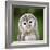 Close Up Of A Baby Tawny Owl (Strix Aluco)-l i g h t p o e t-Framed Photographic Print