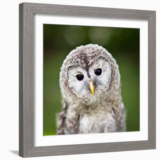 Close Up Of A Baby Tawny Owl (Strix Aluco)-l i g h t p o e t-Framed Photographic Print