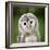Close Up Of A Baby Tawny Owl (Strix Aluco)-l i g h t p o e t-Framed Photographic Print