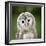 Close Up Of A Baby Tawny Owl (Strix Aluco)-l i g h t p o e t-Framed Photographic Print