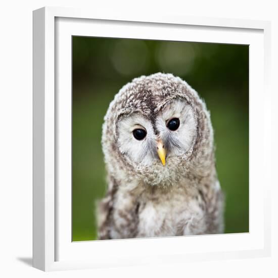 Close Up Of A Baby Tawny Owl (Strix Aluco)-l i g h t p o e t-Framed Photographic Print