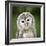 Close Up Of A Baby Tawny Owl (Strix Aluco)-l i g h t p o e t-Framed Photographic Print