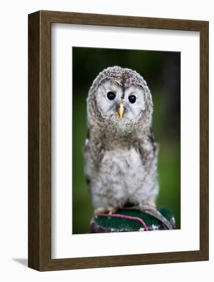 Close up of a Baby Tawny Owl (Strix Aluco)-l i g h t p o e t-Framed Photographic Print