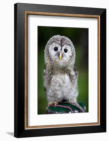 Close up of a Baby Tawny Owl (Strix Aluco)-l i g h t p o e t-Framed Photographic Print