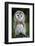 Close up of a Baby Tawny Owl (Strix Aluco)-l i g h t p o e t-Framed Photographic Print