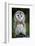 Close up of a Baby Tawny Owl (Strix Aluco)-l i g h t p o e t-Framed Photographic Print