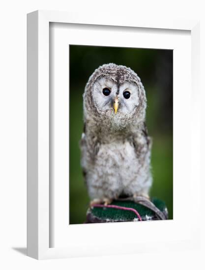 Close up of a Baby Tawny Owl (Strix Aluco)-l i g h t p o e t-Framed Photographic Print