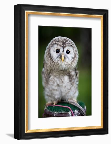 Close up of a Baby Tawny Owl (Strix Aluco)-l i g h t p o e t-Framed Photographic Print