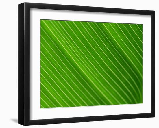 Close-Up of a Banana Leaf-Murray Louise-Framed Photographic Print