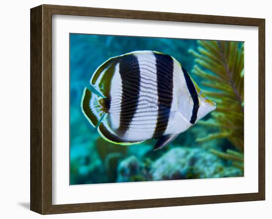 Close-up of a Banded Butterflyfish-Stocktrek Images-Framed Photographic Print