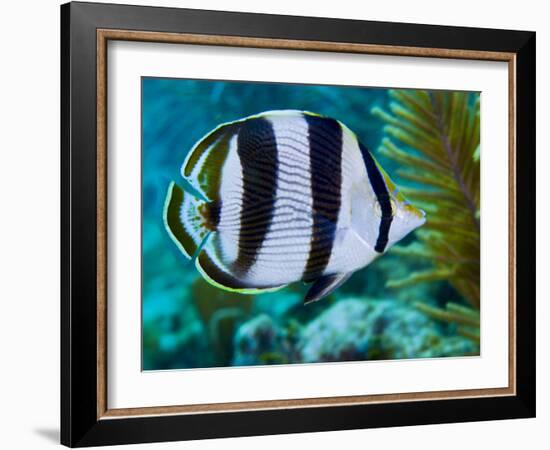 Close-up of a Banded Butterflyfish-Stocktrek Images-Framed Photographic Print