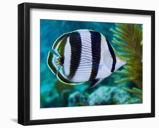 Close-up of a Banded Butterflyfish-Stocktrek Images-Framed Photographic Print