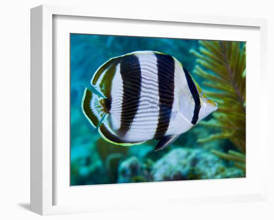 Close-up of a Banded Butterflyfish-Stocktrek Images-Framed Photographic Print