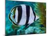 Close-up of a Banded Butterflyfish-Stocktrek Images-Mounted Photographic Print