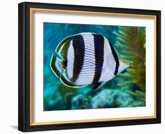 Close-up of a Banded Butterflyfish-Stocktrek Images-Framed Photographic Print