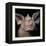 Close-Up of a Bat's Face-null-Framed Premier Image Canvas