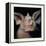 Close-Up of a Bat's Face-null-Framed Premier Image Canvas