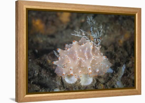 Close-Up of a Beautiful Halgerda Batangas Nudibranch-Stocktrek Images-Framed Premier Image Canvas