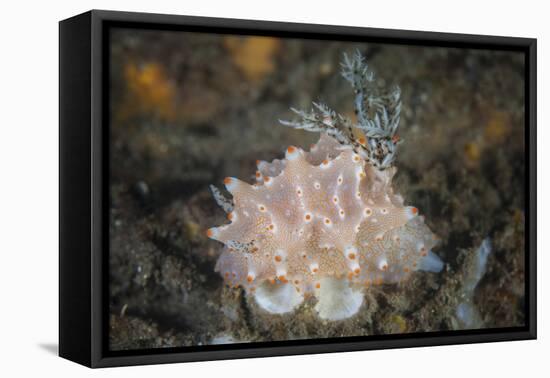 Close-Up of a Beautiful Halgerda Batangas Nudibranch-Stocktrek Images-Framed Premier Image Canvas