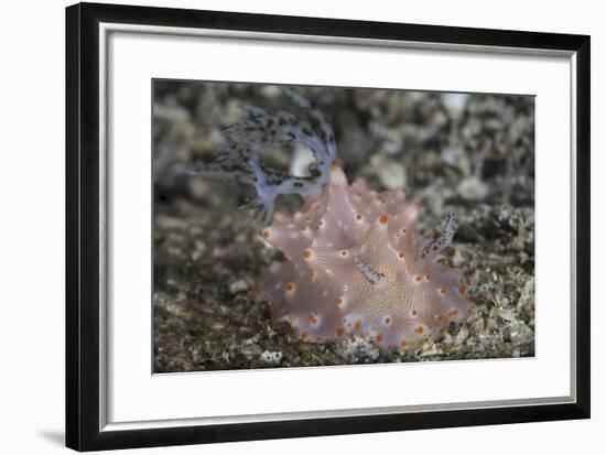 Close-Up of a Beautiful Halgerda Batangas Nudibranch-Stocktrek Images-Framed Photographic Print