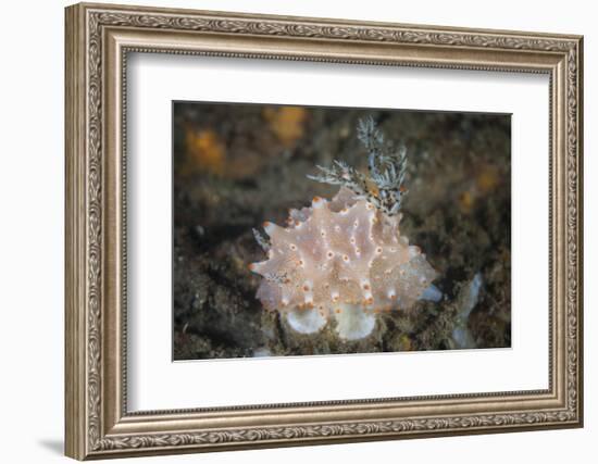 Close-Up of a Beautiful Halgerda Batangas Nudibranch-Stocktrek Images-Framed Photographic Print