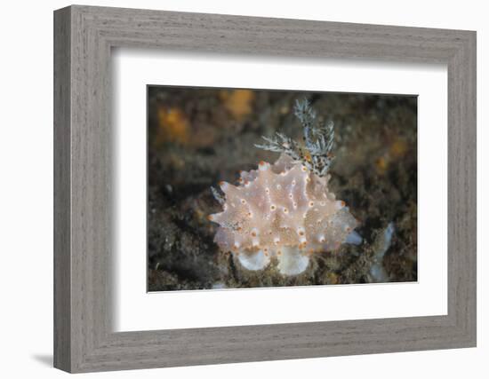 Close-Up of a Beautiful Halgerda Batangas Nudibranch-Stocktrek Images-Framed Photographic Print